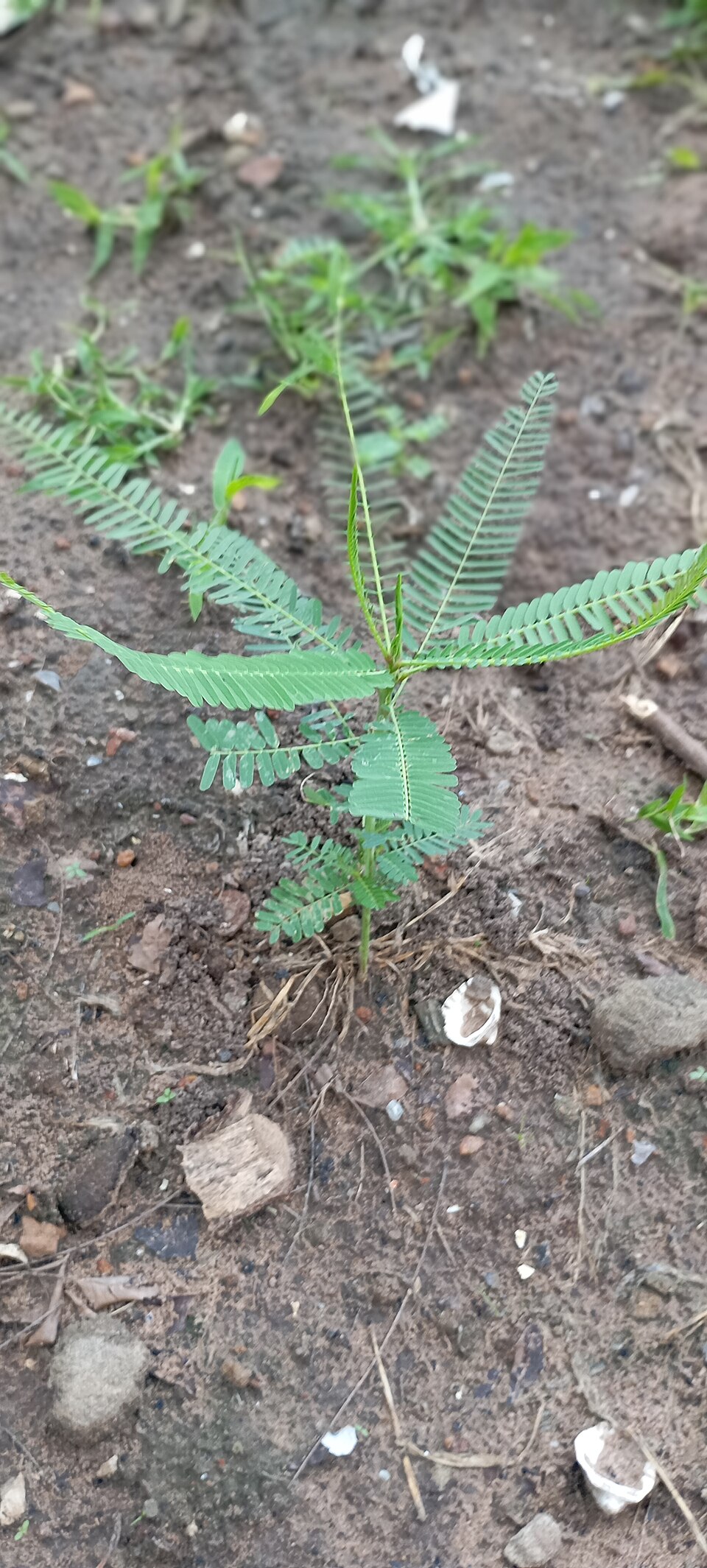 Sesbania herbacea (bigpod sesbania) (alternate view 8)