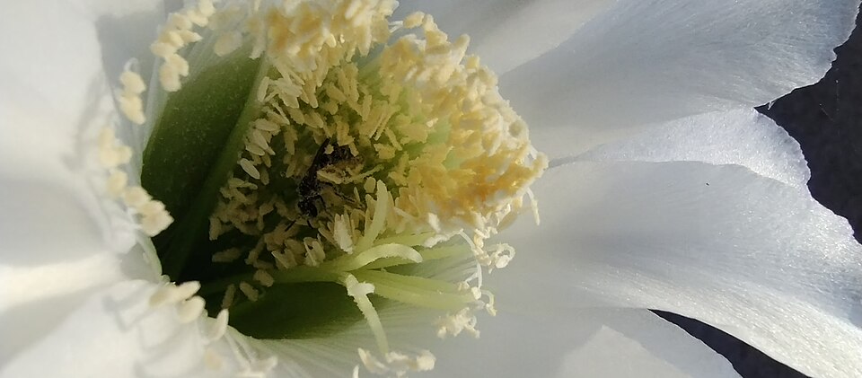 Echinopsis (South American hedgehog cactuses) (alternate view 2)