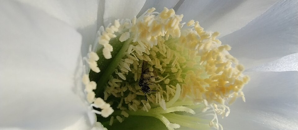 Echinopsis (South American hedgehog cactuses) (alternate view 3)