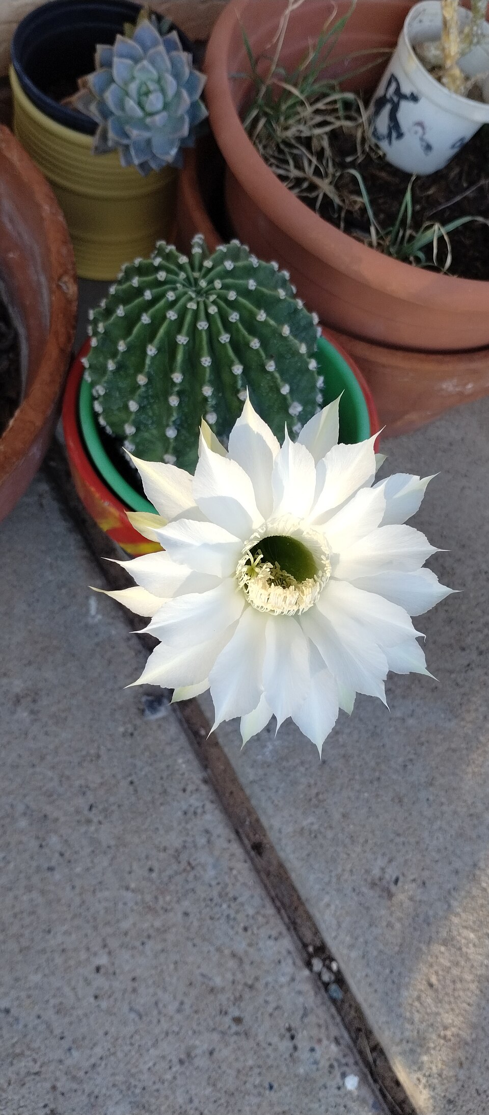 Echinopsis (South American hedgehog cactuses) (alternate view 4)