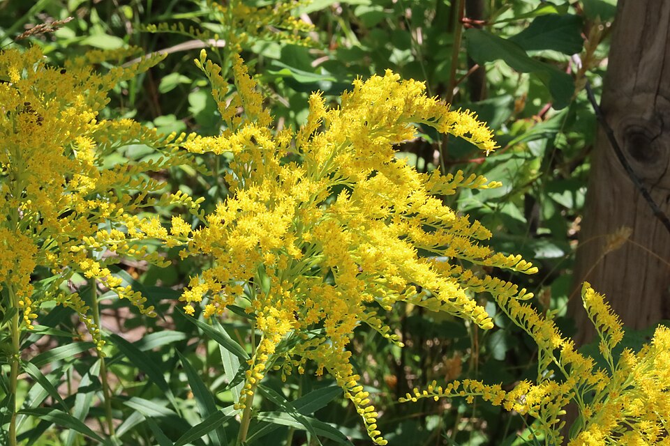 Solidago juncea (early goldenrod) (alternate view 8)