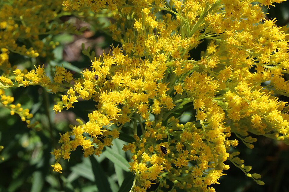 Solidago juncea (early goldenrod) (alternate view 9)