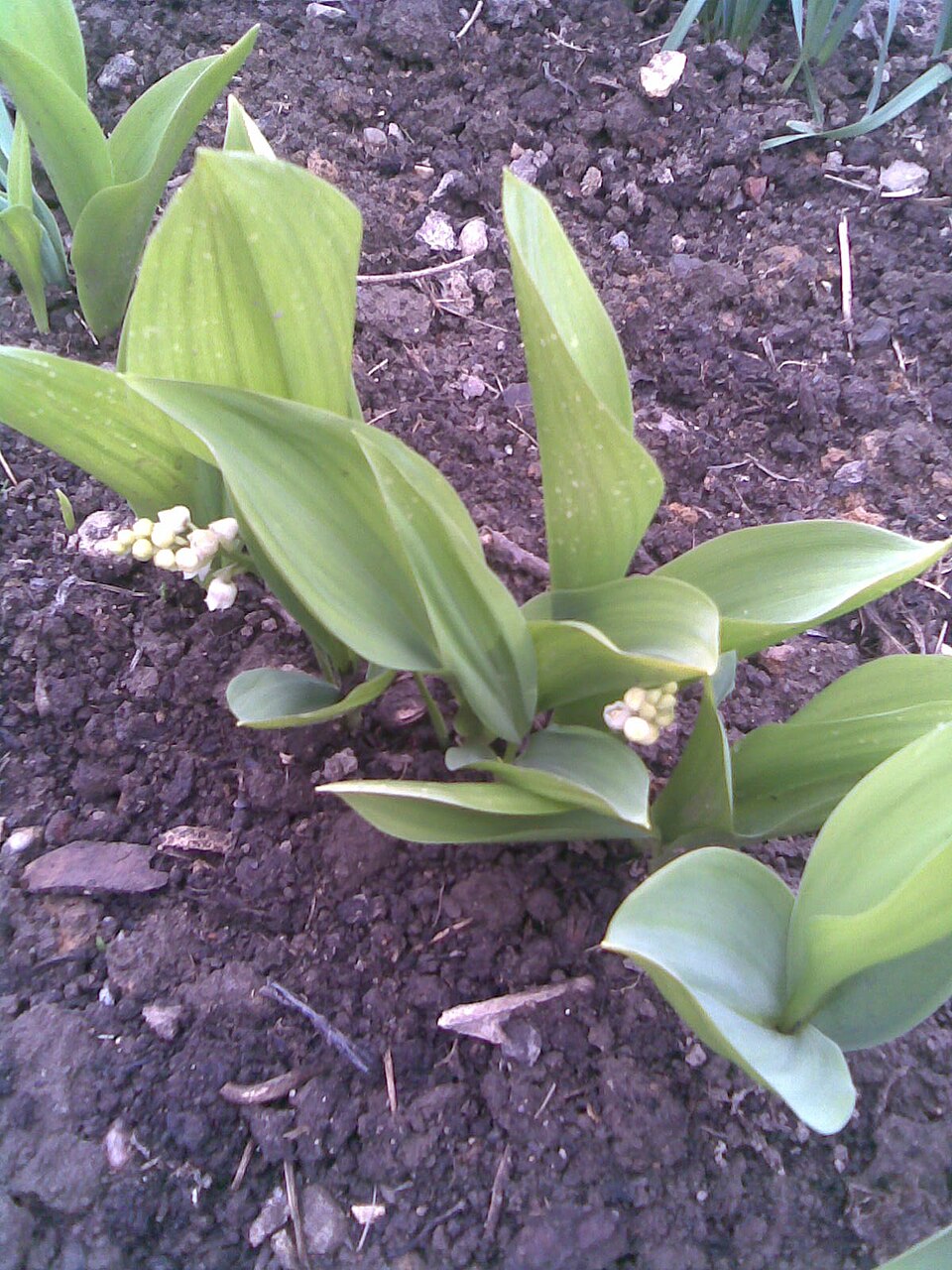 Convallaria majalis (lily of the valley) (alternate view 6)