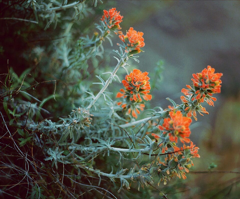 Castilleja foliolosa (woolly paintbrush) (alternate view 8)