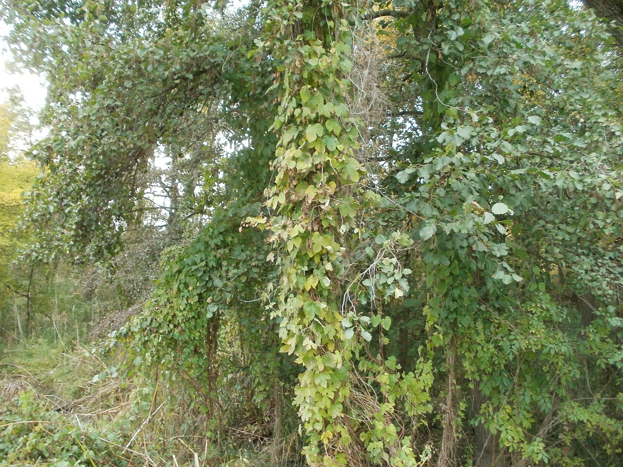 Humulus lupulus, Common hop — climbing deciduous (Cannabaceae) (image 1 of 10)