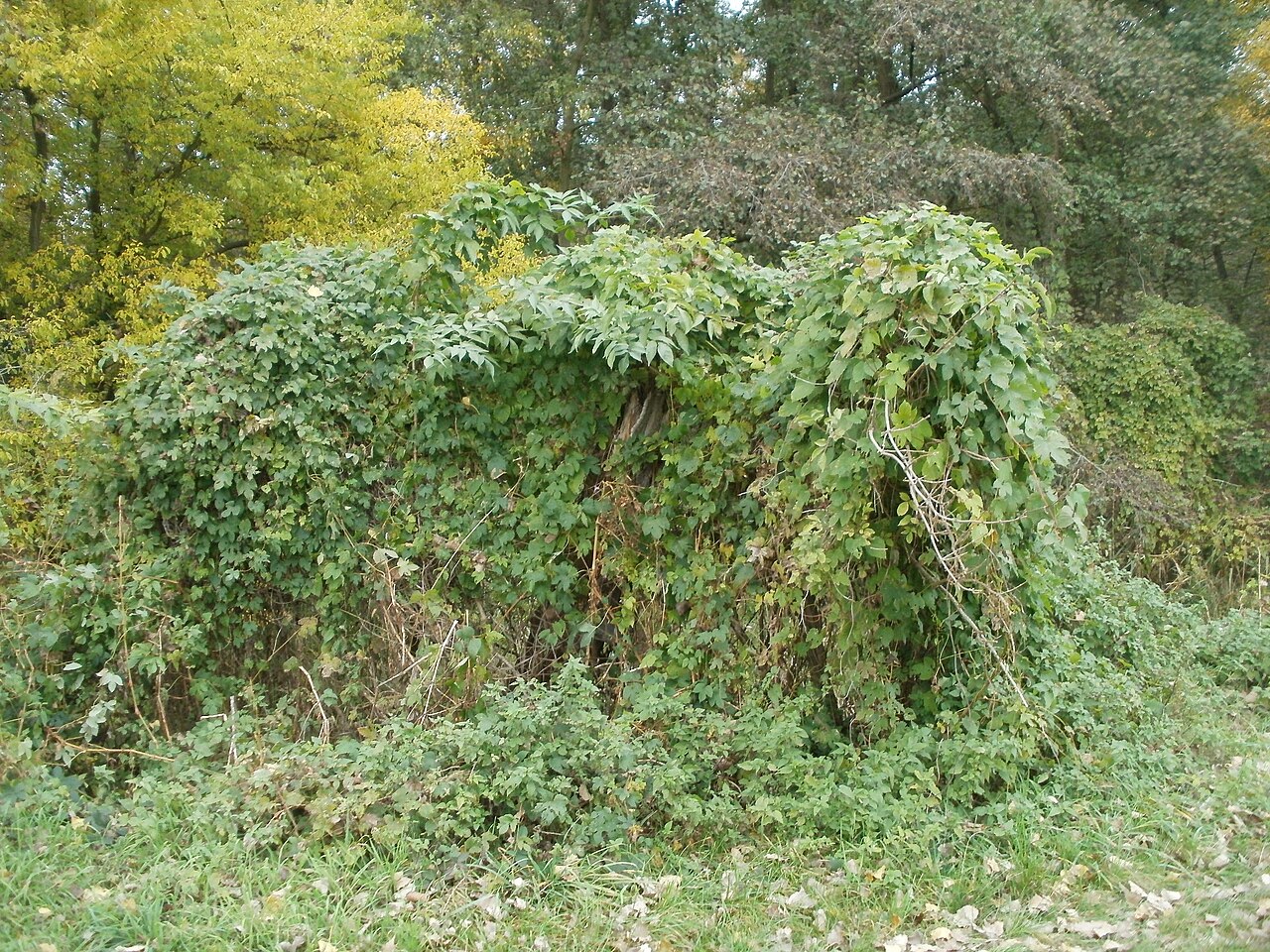 Humulus lupulus, Common hop — climbing deciduous (Cannabaceae) (image 2 of 10)