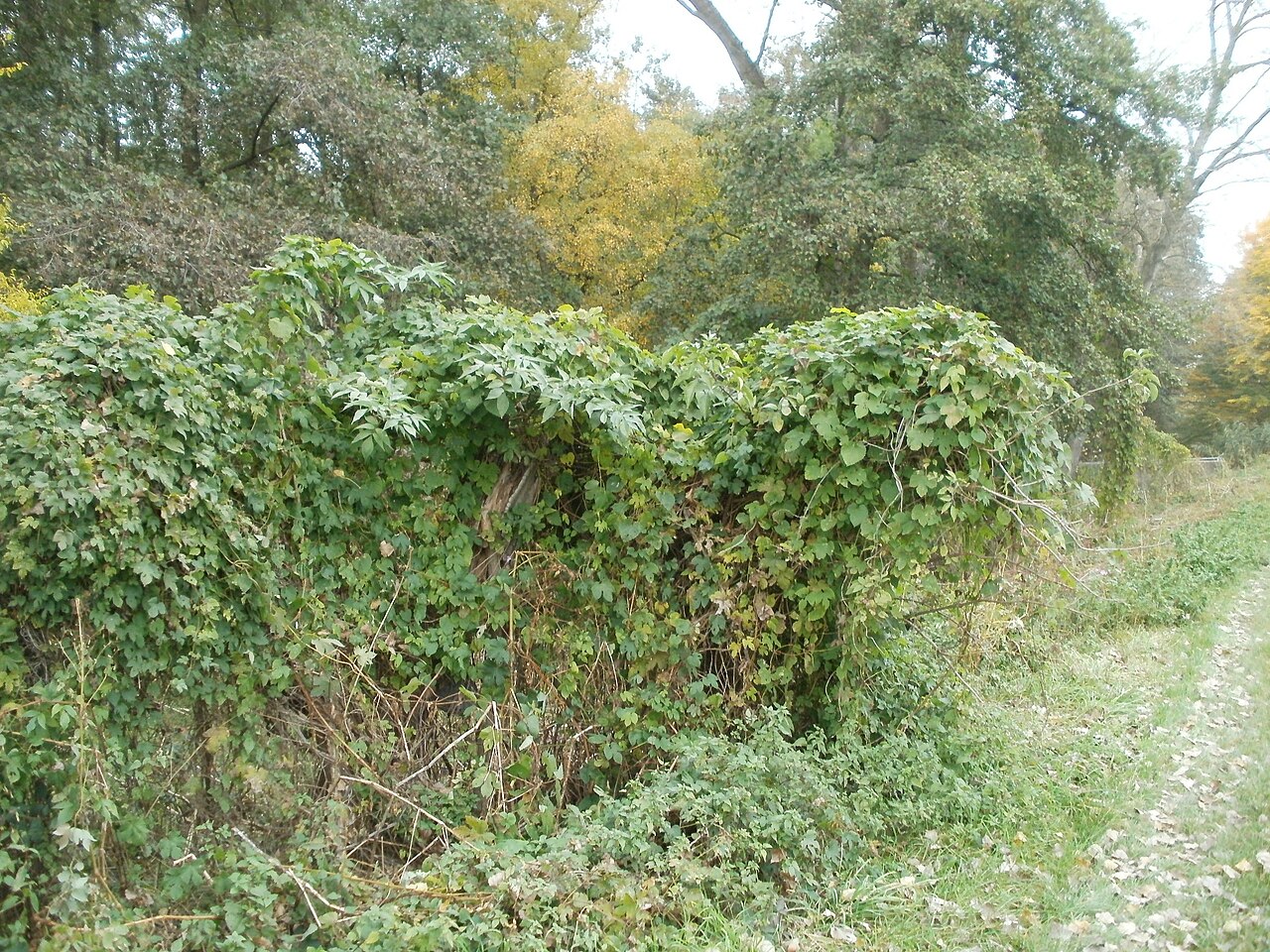 Humulus lupulus, Common hop — climbing deciduous (Cannabaceae) (image 3 of 10)