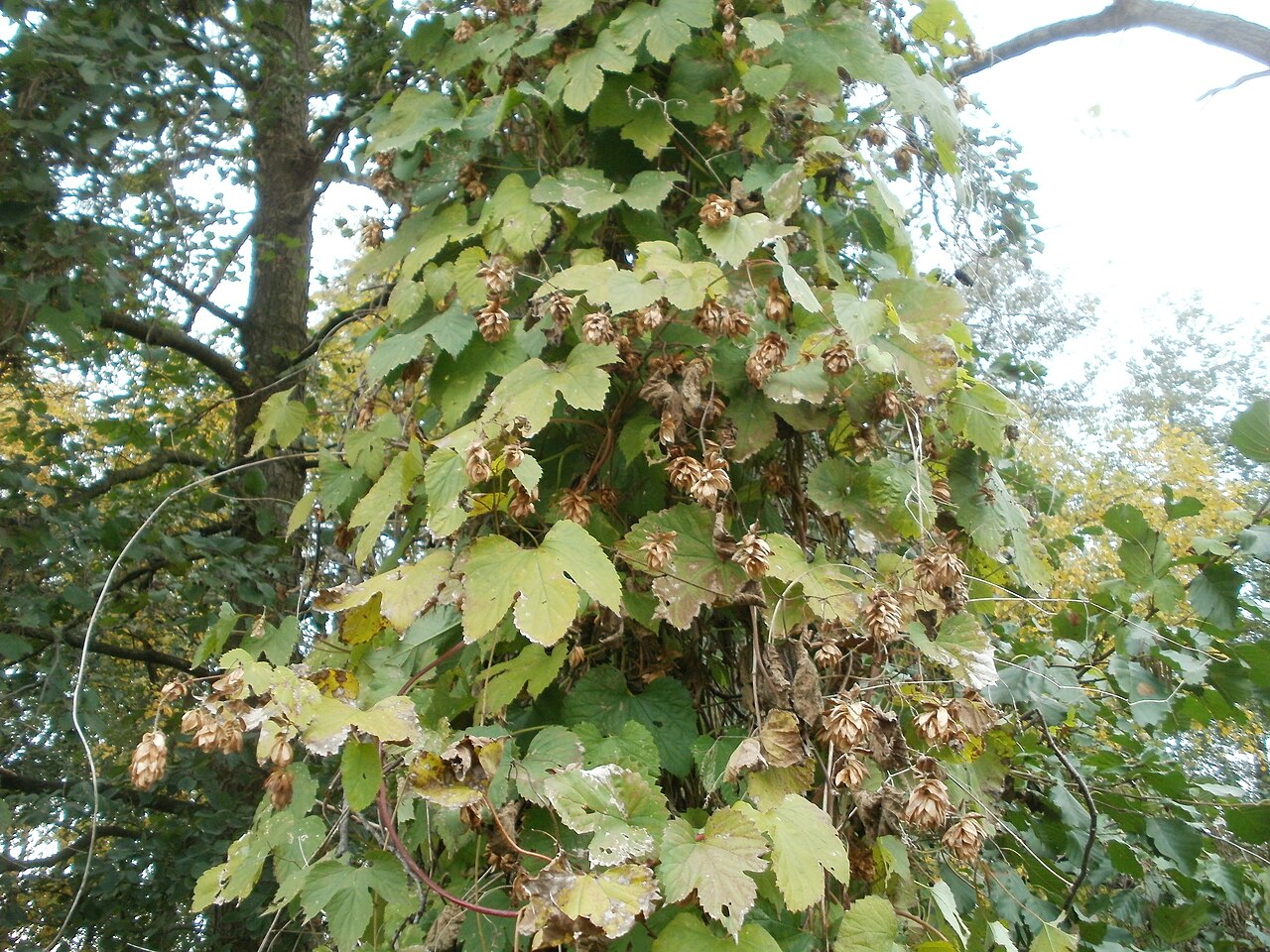 Humulus lupulus, Common hop — climbing deciduous (Cannabaceae) (image 4 of 10)