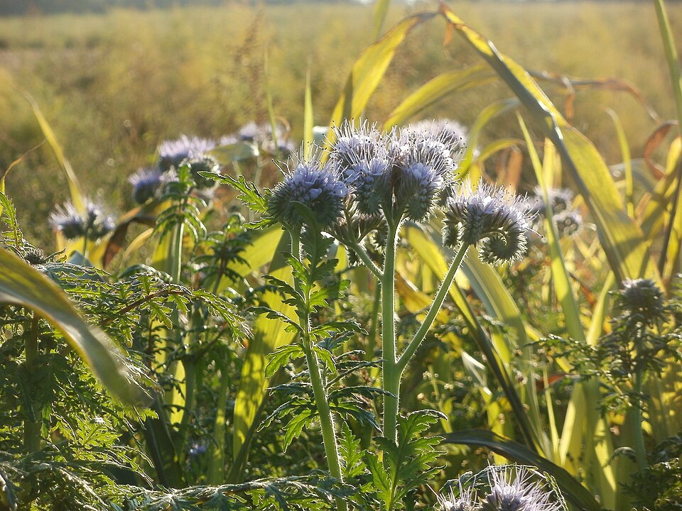 Phacelia tanacetifolia (Lacy phacelia)