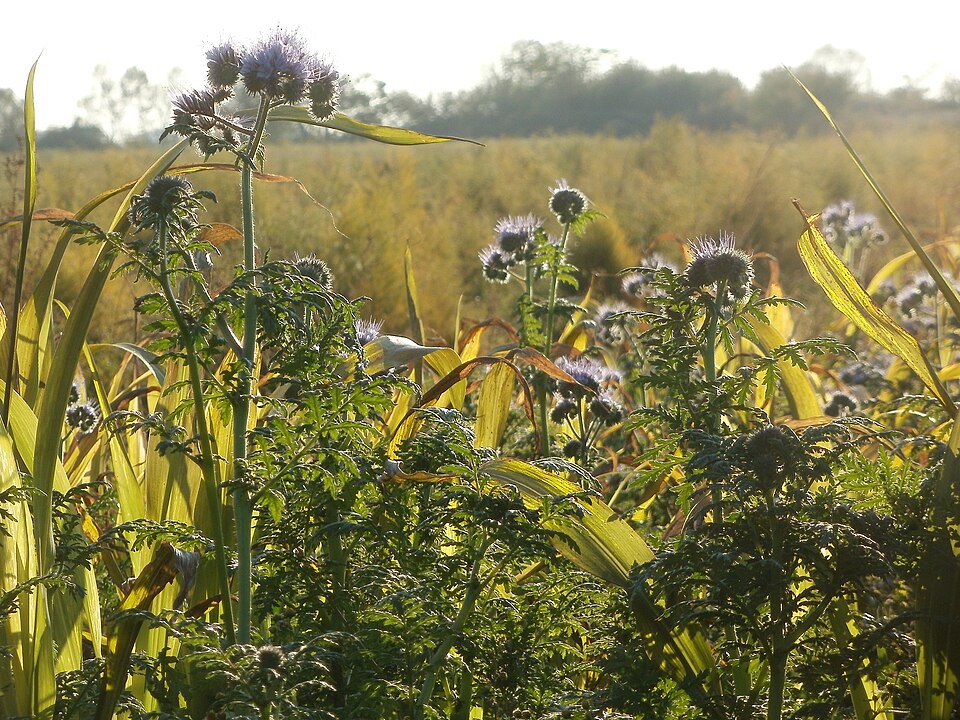 Phacelia tanacetifolia (Lacy phacelia)
