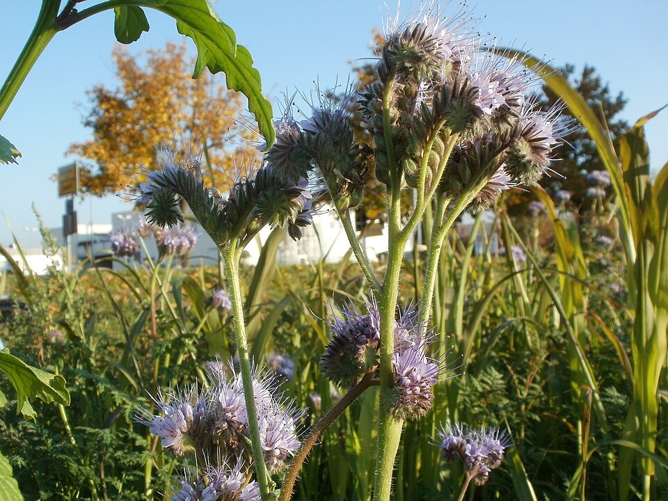 Phacelia tanacetifolia (Lacy phacelia)