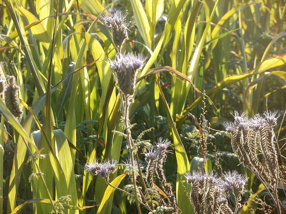 Phacelia tanacetifolia (Lacy phacelia)