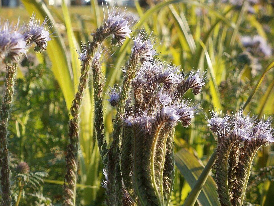 Phacelia tanacetifolia (Lacy phacelia)