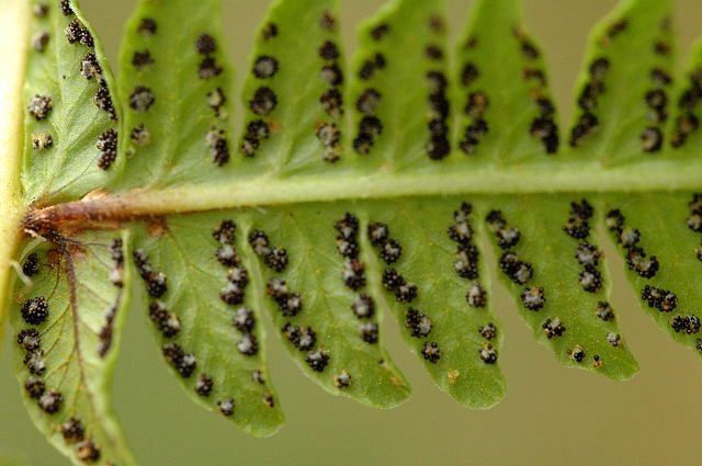 Oreopteris limbosperma (Lemon-scented Fern) (alternate view 6)