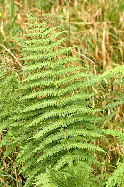 Oreopteris limbosperma (Lemon-scented Fern) (alternate view 7)