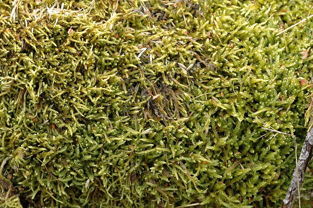 Hypnum jutlandicum (Heath Plait-moss)