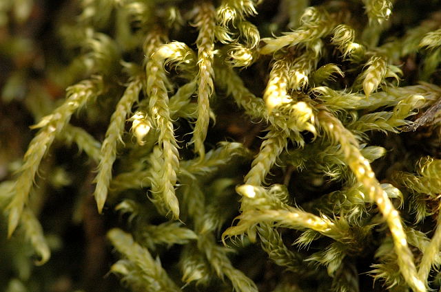 Hypnum jutlandicum (Heath Plait-moss)