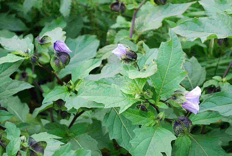Nicandra physalodes (apple-of-Peru)