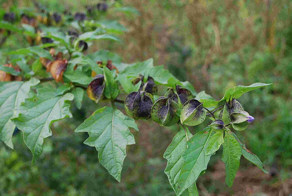 Nicandra physalodes (apple-of-Peru)
