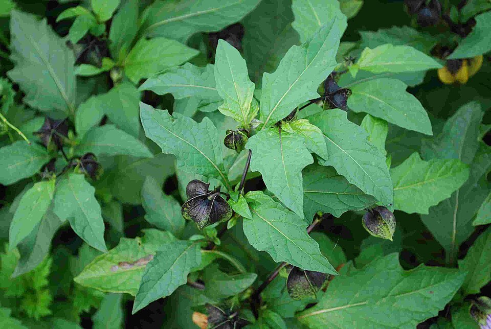 Nicandra physalodes (apple-of-Peru)