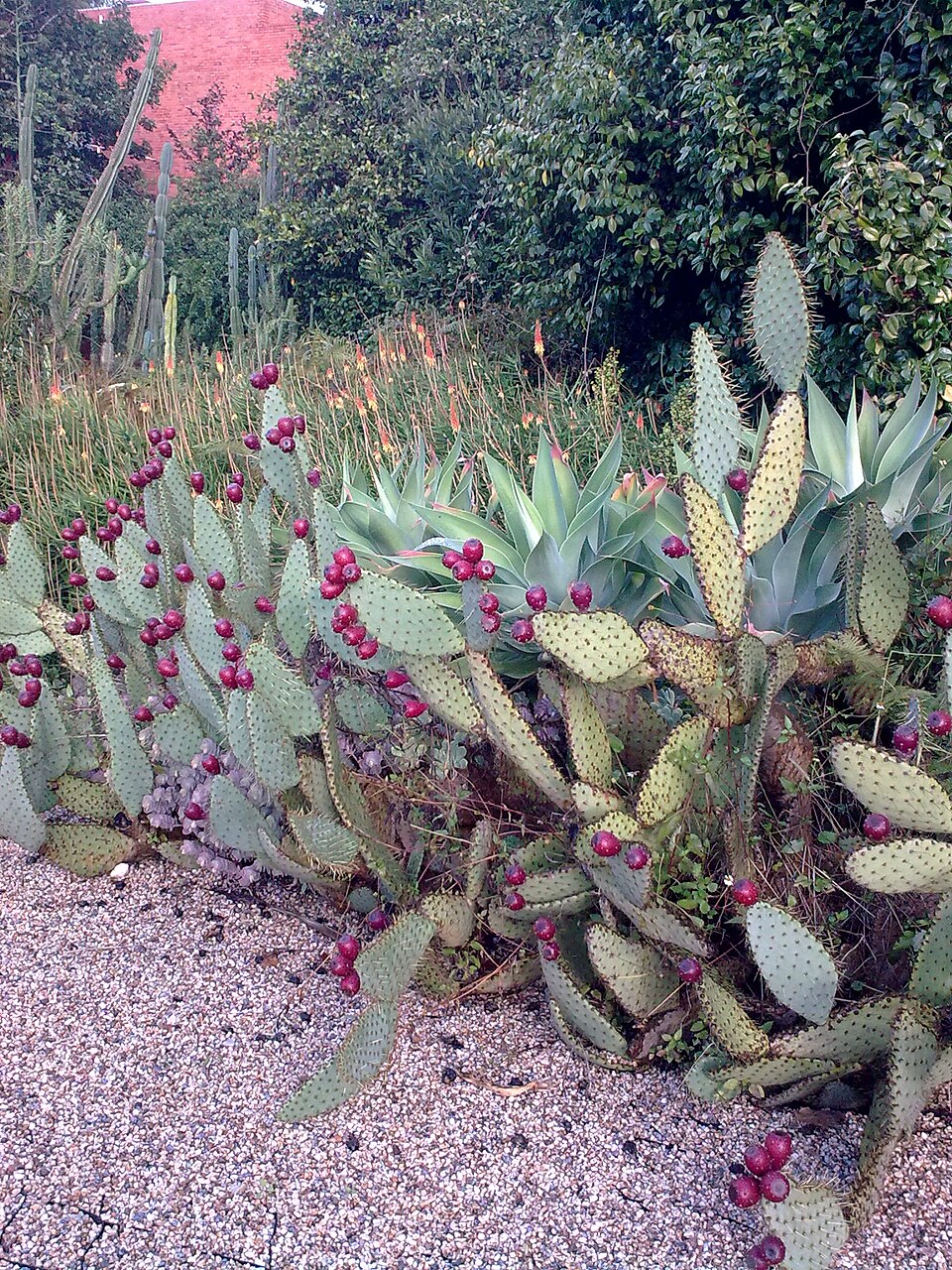 Opuntia engelmannii (Engelmann's Pricklypear) (alternate view 9)