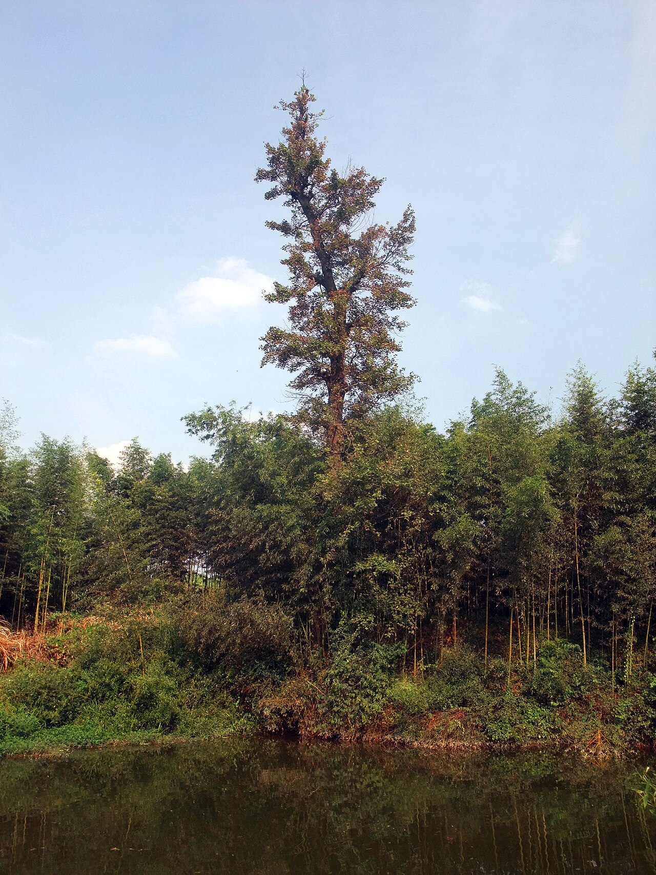 Liquidambar formosana, Chinese sweetgum — upright deciduous (Altingiaceae) (image 1 of 7)