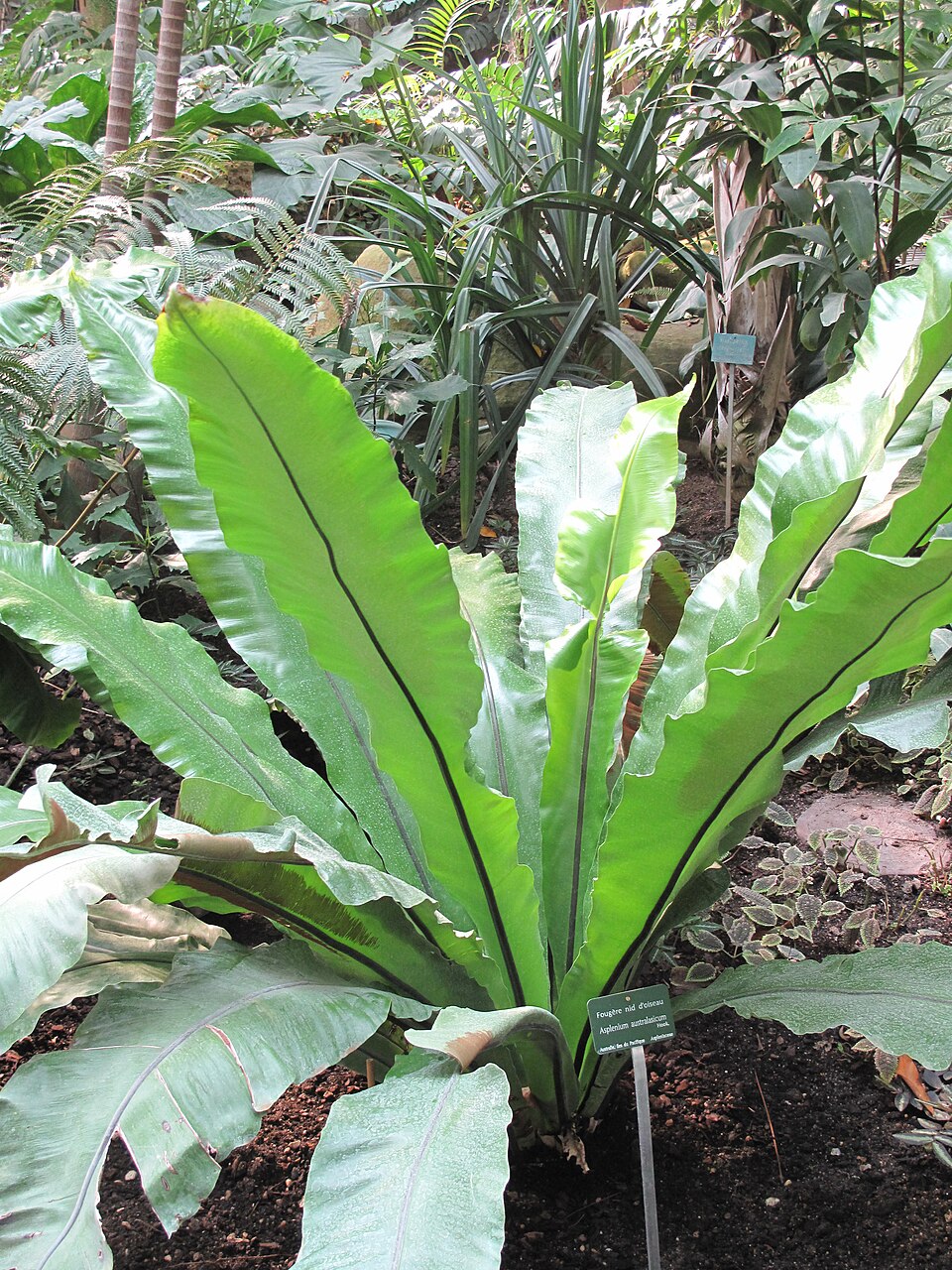 Asplenium australasicum (Bird's nest fern) (alternate view 4)