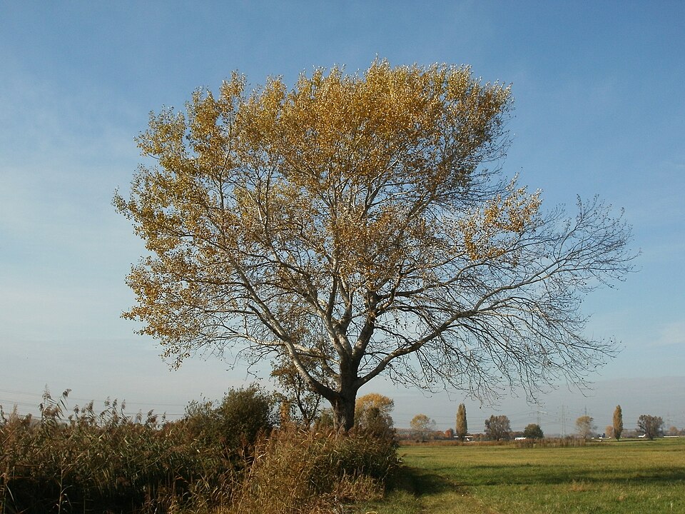 Populus alba (white poplar)