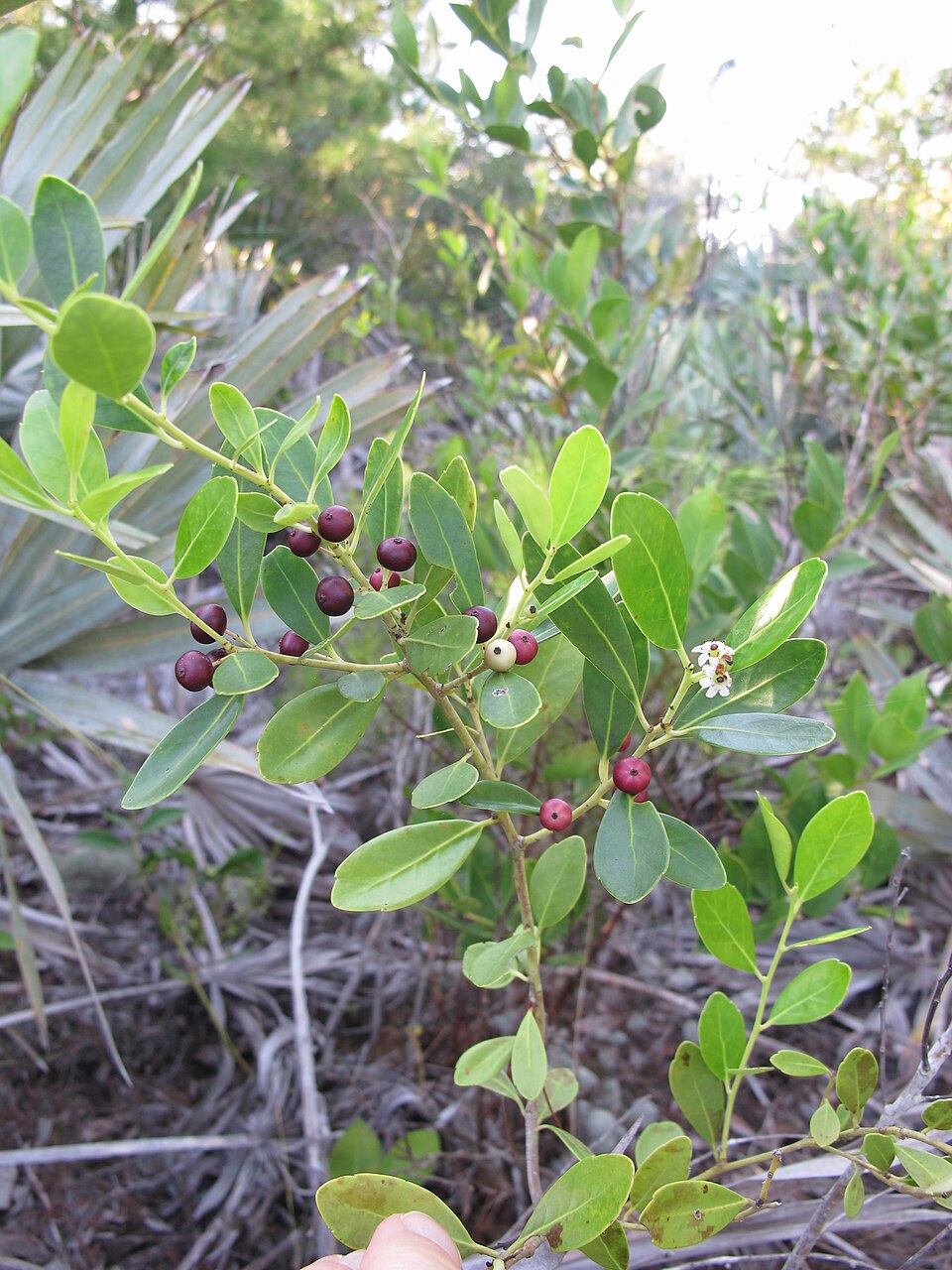 Ilex glabra (gallberry) (alternate view 2)