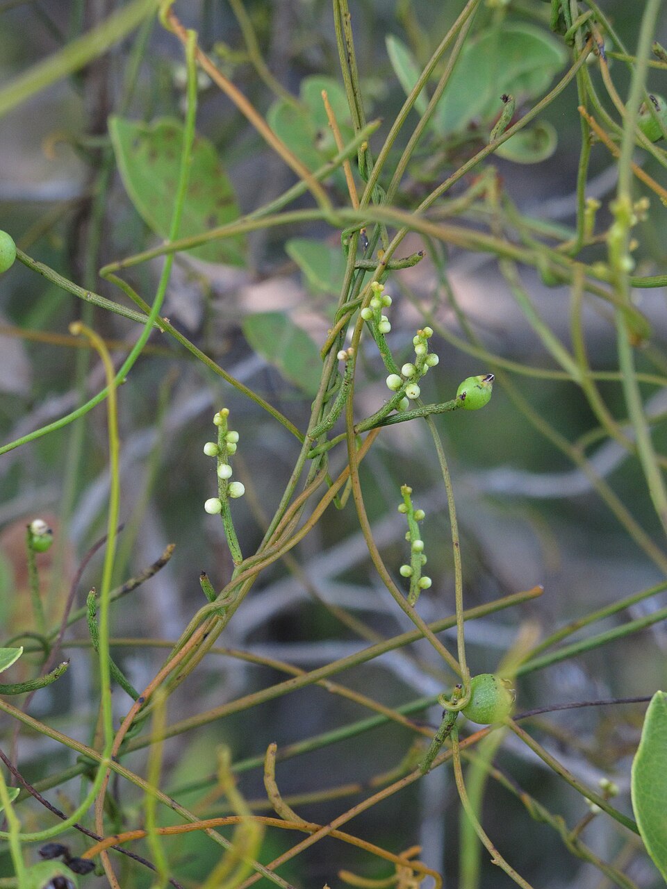 Cassytha filiformis (laurel dodder) (alternate view 7)