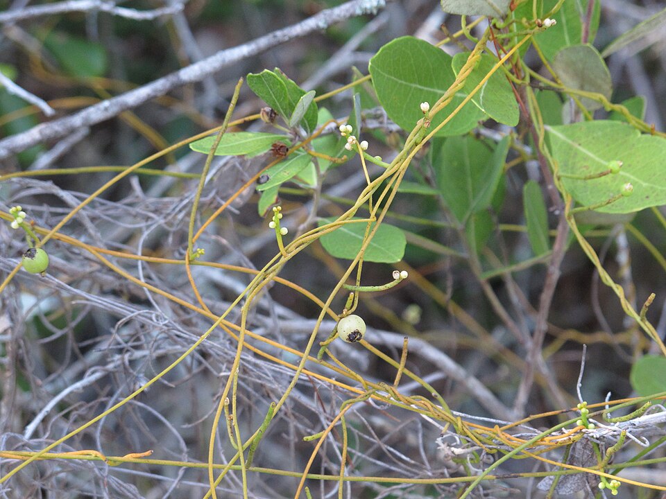 Cassytha filiformis (laurel dodder) (alternate view 8)