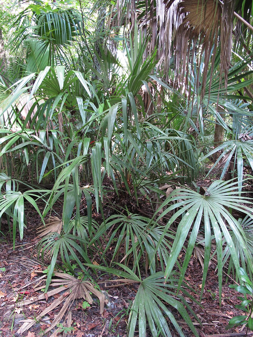 Rhapidophyllum hystrix (Needle Palm) (alternate view 6)