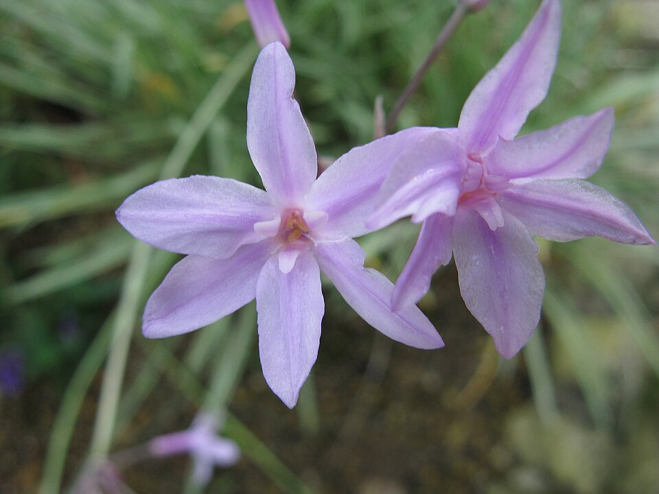 Tulbaghia violacea (society garlic) (alternate view 11)