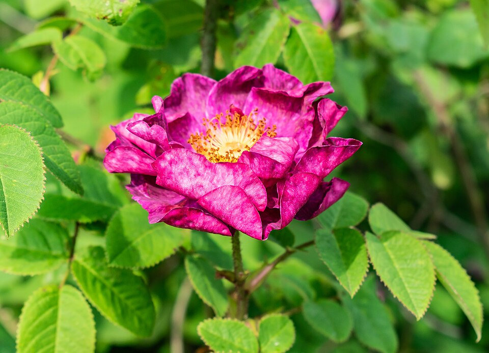 Rosa 'Alain Blanchard' (Alain Blanchard Rose) (alternate view 2)