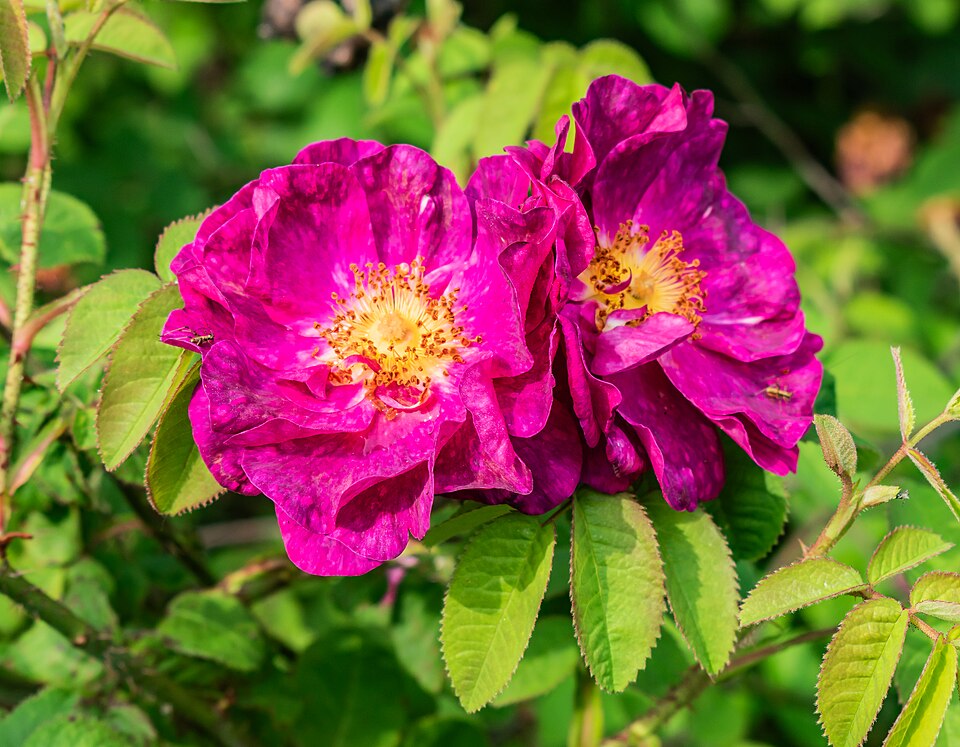Rosa 'Alain Blanchard' (Alain Blanchard Rose) (alternate view 3)