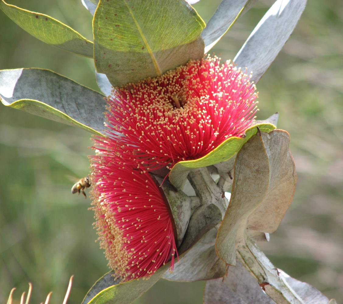 Eucalyptus macrocarpa, Mottlecah — upright evergreen (Myrtaceae) (image 1 of 10)