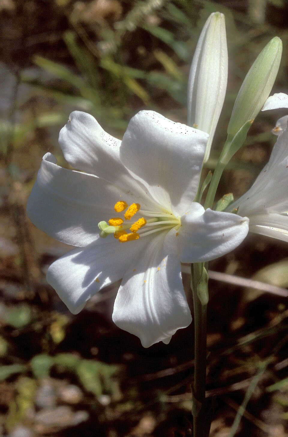 Lilium candidum (Madonna lily) (alternate view 8)