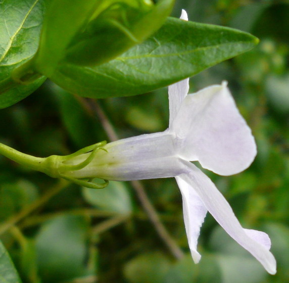 Vinca difformis (Intermediate Periwinkle)