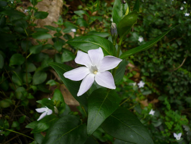 Vinca difformis (Intermediate Periwinkle)