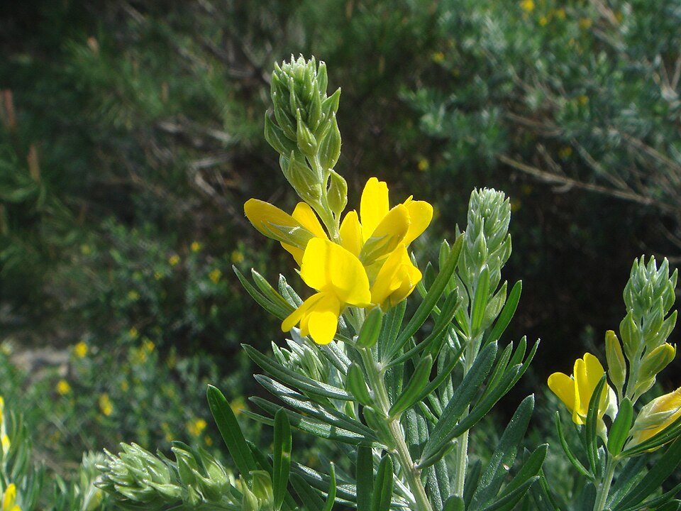 Genista linifolia (needle-leaved broom) (alternate view 7)