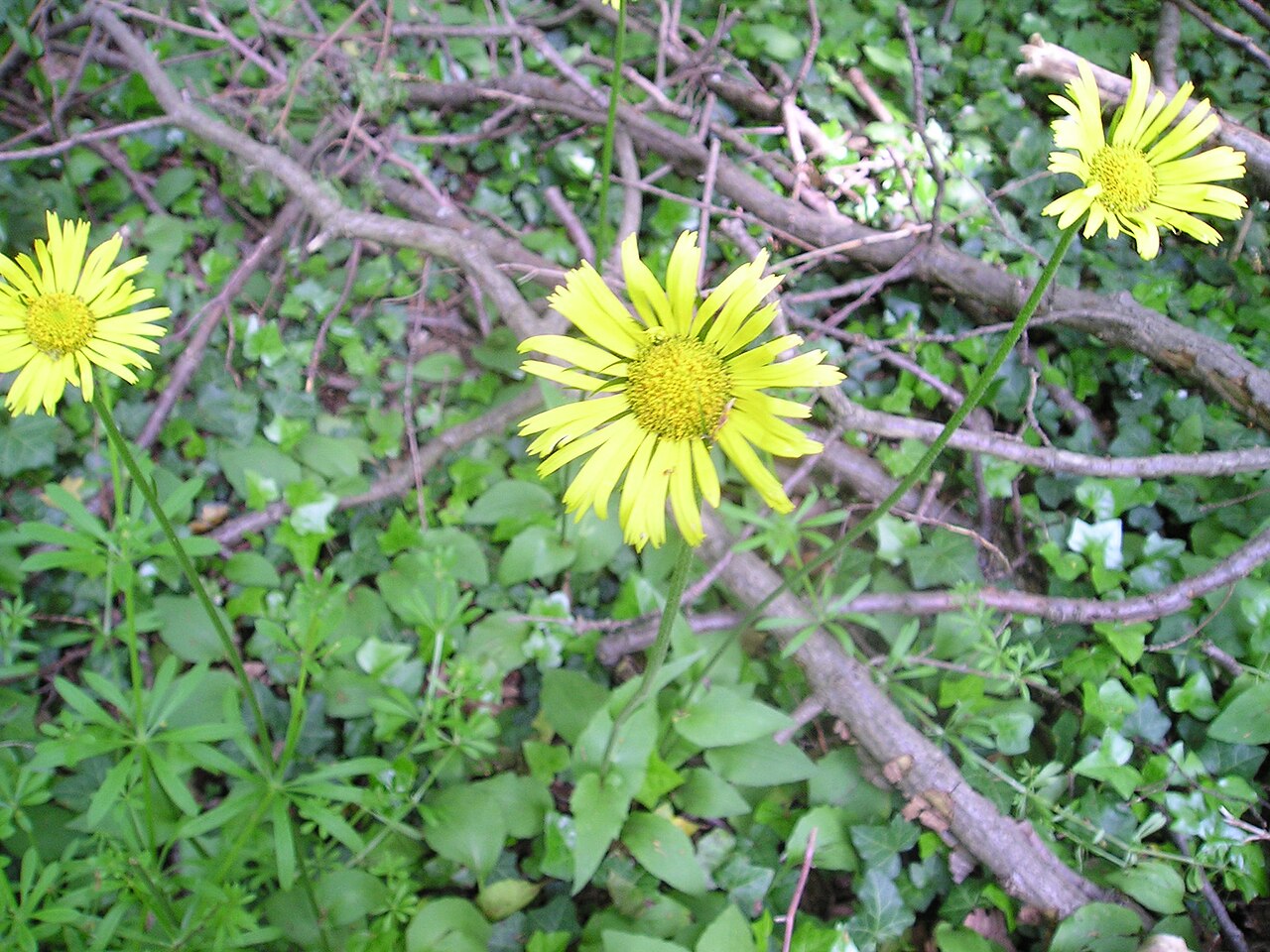 Doronicum (leapard's bane)