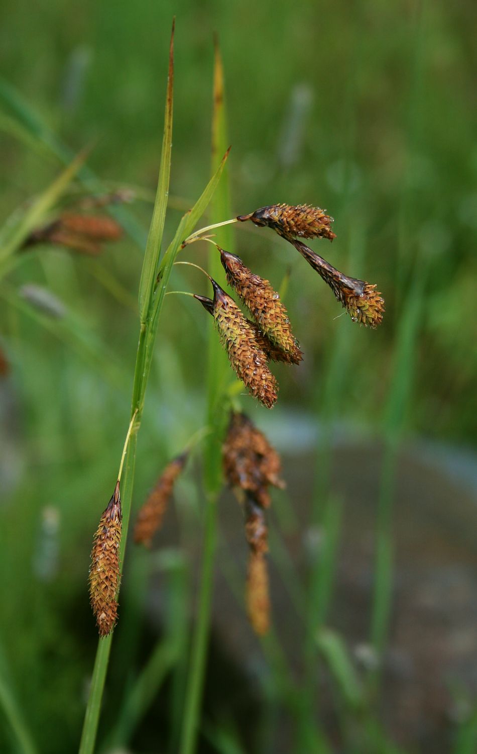 Carex mertensii (Merten's Sedge) (alternate view 7)