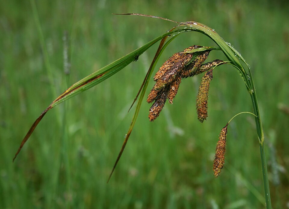 Carex mertensii (Merten's Sedge) (alternate view 8)