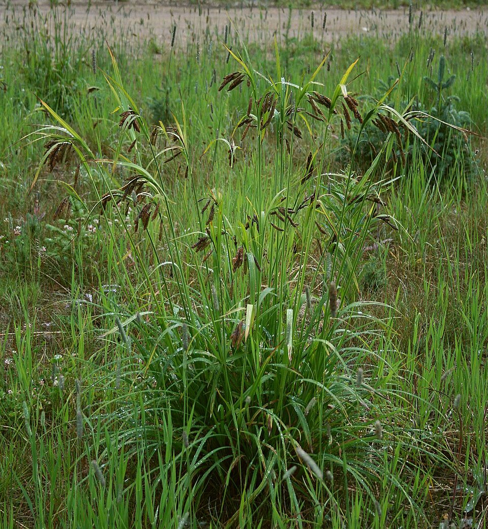 Carex mertensii (Merten's Sedge) (alternate view 9)