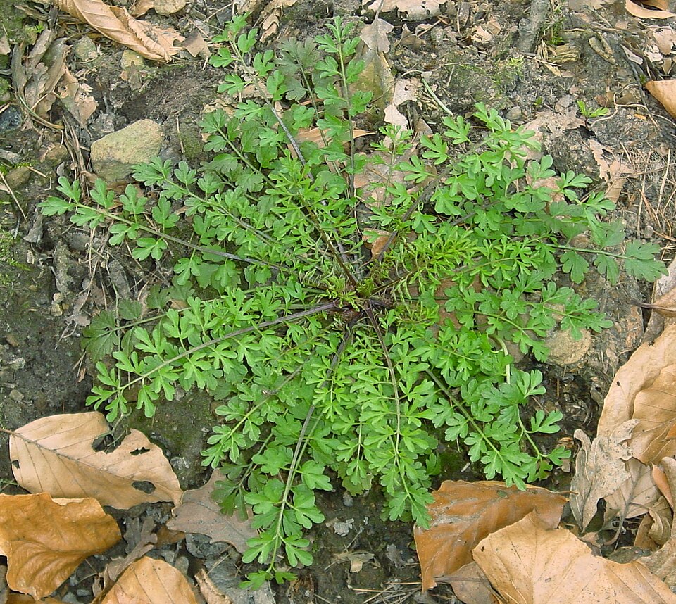 Cardamine impatiens (narrow-leaved bittercress) (alternate view 8)