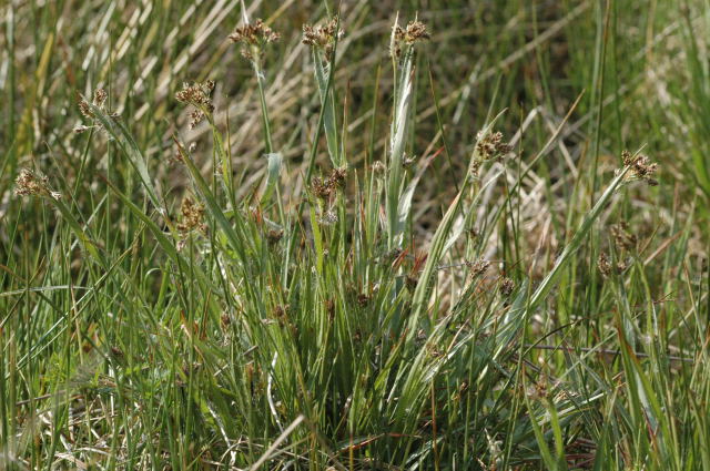 Luzula campestris (Field woodrush)