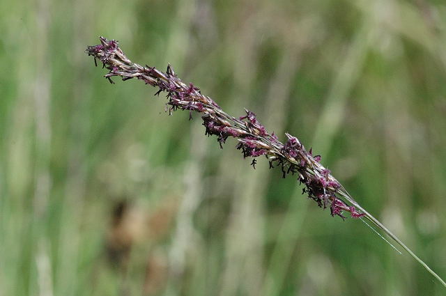 Molinia caerulea, Purple moor grass — clumping deciduous (Poaceae) (image 2 of 9)