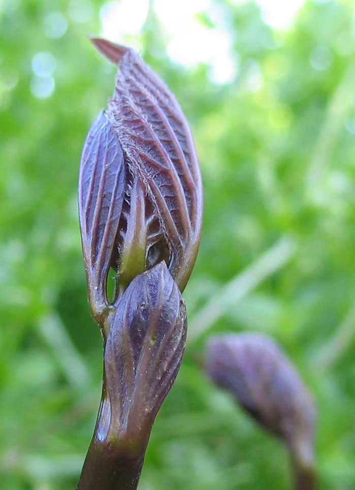 Collinsonia canadensis (citronella horse balm) (alternate view 7)