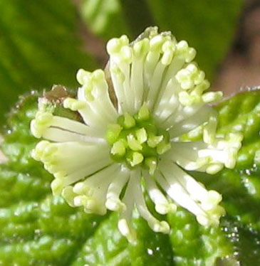 Hydrastis canadensis (Goldenseal)