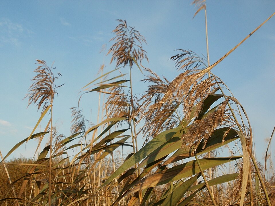 Phragmites australis (common reed)